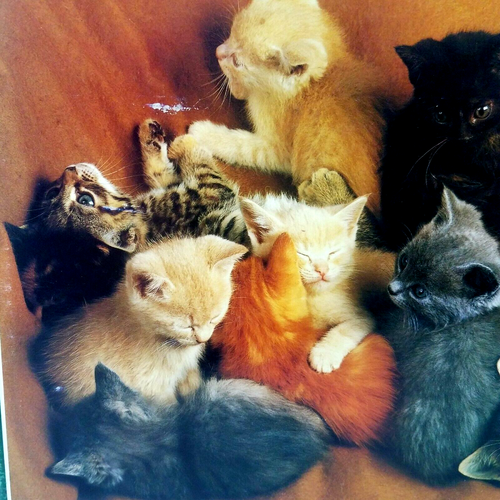 RARE BRAND NEW 13 KITTENS PUZZLE VINTAGE MADE IN HOLLAND 1500 PIECES 23.5"x35.5" - Picture 6 of 8