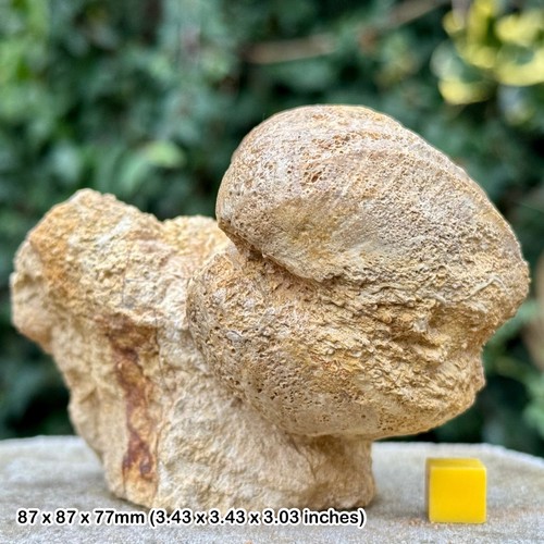 Pholadomya Fossil Bivalve Jurassic Chedworth Woods Gloucestershire COA - Picture 1 of 3