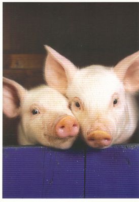 piglets cochonettes Glücksschweine! Ansichtskarte: drei niedliche Ferkel