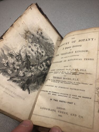 1866 The Treasury of Botany Part I Lindley Moore - Imagen 9 de 21