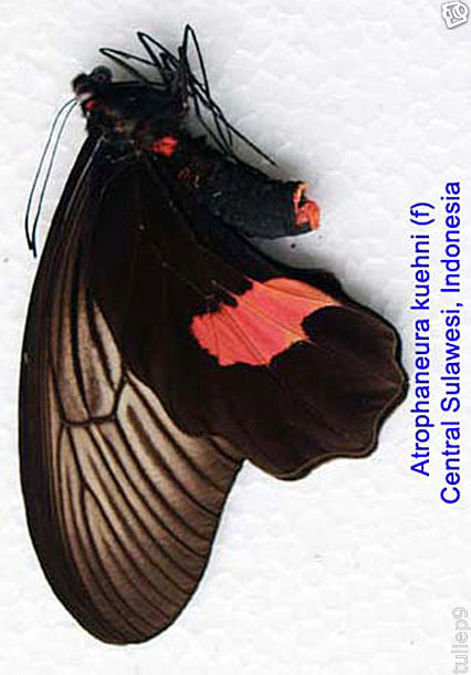 最終価格‼️Butterflies of Afrotropical アフリカ蝶 アフリカの蝶類 関連書籍