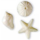 Novelty Soap White Sea Shell and Starfish Shaped Assortment 3 Pack