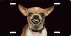 Chihuahua Snarling Growling Vicious Ferocious Color Photo Auto License Plate New