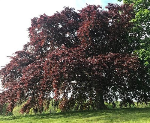 Copper Beech | Purple Beech | 5 seeds | Fagus Sylvatica Atropurpurea | Hedging - Picture 3 of 5