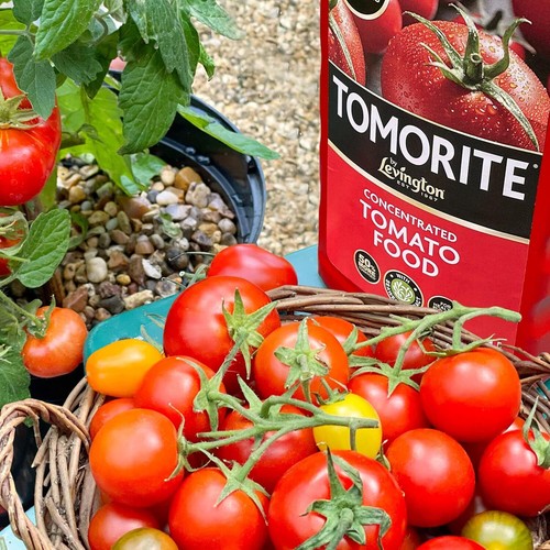 Levington Tomorite Liquid Tomato Food, Concentrate, 1L, Red - Picture 3 of 8