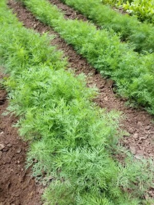 Dill seёds, 1000 Dill Belli's organic Heirloom seёds SW636+ TRACK  