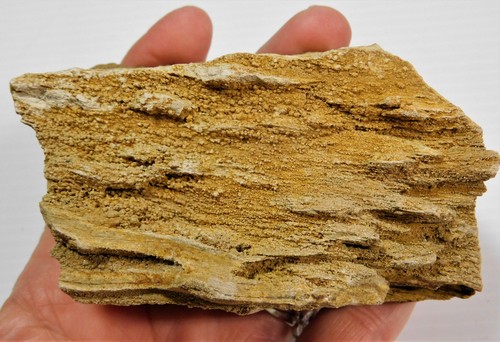 Petrified Wood with Crystals From Brilliant Alabama
