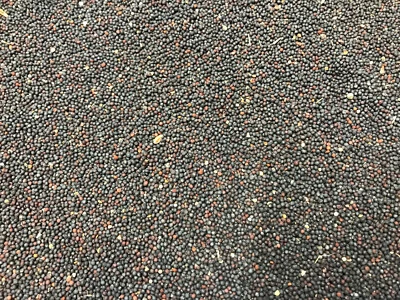 HEINRICHS AGRAR 2 kg Raps Rapssamen Rapssaat Rapskissen Kissen Wärmekissen Kissen TOP Qualität