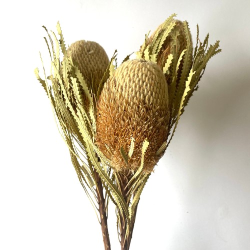 Australian Native Natural Dried Banksia Hookeriana Flower - Natural - Picture 3 of 4