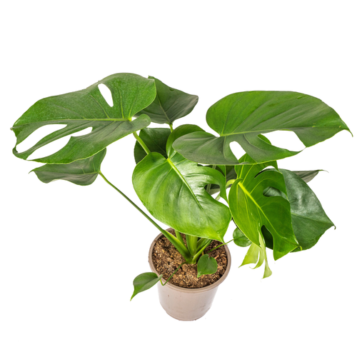 Monstera Tauerii Ø19cm 70–90cm Höhe – Pflanzfix24 - Bild 4 von 7