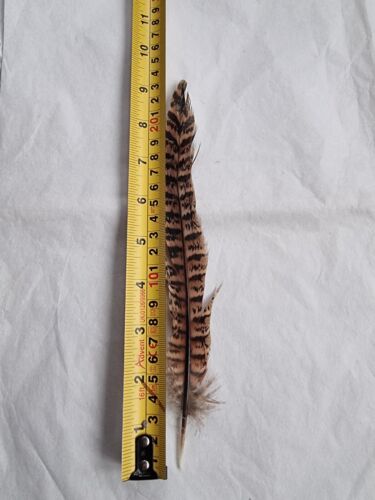 20 Natural Hen Pheasant Feathers for Costume,Hats and Christmas. decorations. - Picture 2 of 3