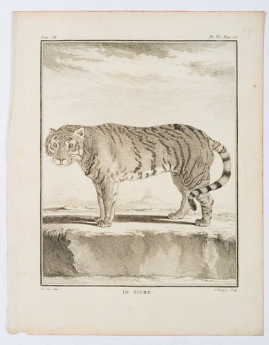 BAQUOY (*1721) nach SÈVE (*1742), Zoologische Darstellung eines Tigers, KSt. - Bild 2 von 5
