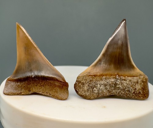 Outstanding prints and colors - Pair Fossil EXTINCT MAKO Shark Teeth - Peru - Picture 2 of 2