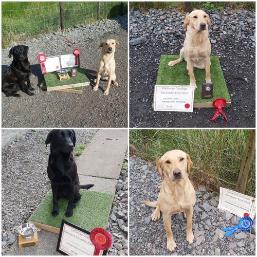 Dog Training Place Board/Platform/Gundogs/Agility/Obedience/Puppies/Dog Sports - Picture 16 of 23