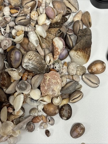 SCHÖNE Hawaii Muscheln aus (BIG ISLAND) Kona-Hawaii ~ ausgewählt in den 70’er Jahren ~ 5 Pfund - Bild 8 von 24