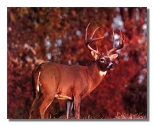 Buck Deer Big Antler Rack Standing Close Up Photo Wall Picture 8x10 Art Print