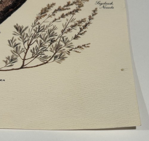 Vintage Arthur Singer Bluebirds Print Number 2 Botanical Flower Nature 9 x 12.5 - Picture 6 of 10