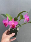 Select - New 2025 Svo seedling: Slc. Dal’s Perfection