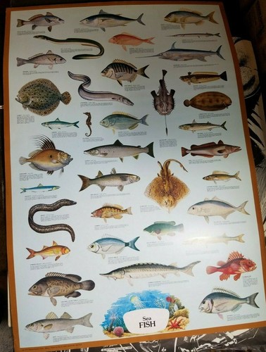 SEA FISH VINTAGE POSTER Printed in Italy By Arti Grafiche Ricordi  27"x 39" NICE - Picture 1 of 9