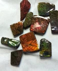 Ammolite  Ammonite   Coated Stone Resellers Lot 10 Stones One Price Lot 2
