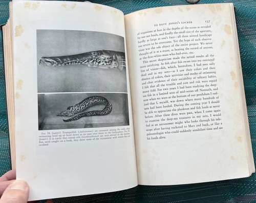 HALF MILE DOWN BY WILLIAM BEEBE 1934 HARCOURT BRACE FIRST ILLUSTRATED HARDCOVER - Imagen 14 de 23