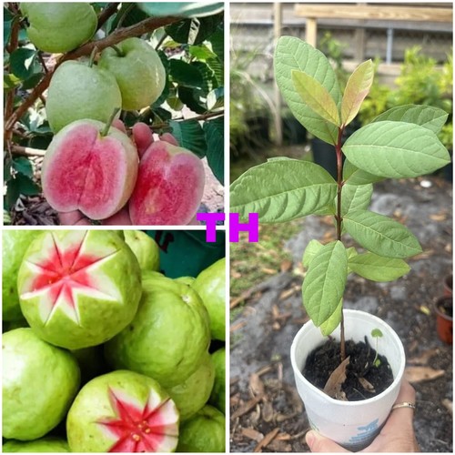 1 Cup Ruby Red Guava Tree 12-15 " Tropical Live Plant ,Ready To Plant - Picture 2 of 8
