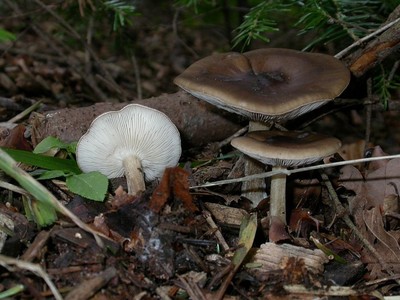SHIITAKE IMPERIAL MUSHROOM MYCELIUM SPORES SPAWN DRIED SEEDS 20 g Pack