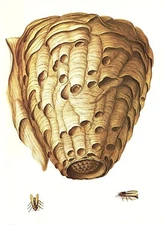 1977 VINTAGE LAROUSSE "HORNET NEST" AMAZING STUNNING COLOR Art Print Lithograph