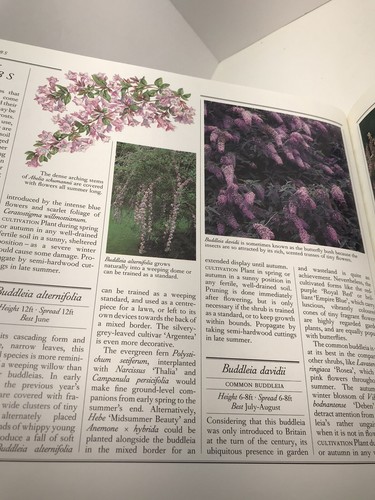 Illustrated Flower Garden DIY All Seasons Reader's Digest Hardback Book - Foto 8 di 12
