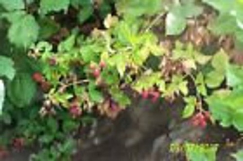 ORGANIC TRIPLE CROWN Thorn less Blackberry NON-Rooted CUTTING 6-8" long 4 count