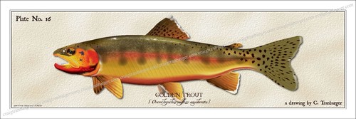 Trout,Brook,Brown,Bull,Cutthroat,Dolly Varden,Rainbow,Lake,Golden,fishing,fly - Picture 31 of 41