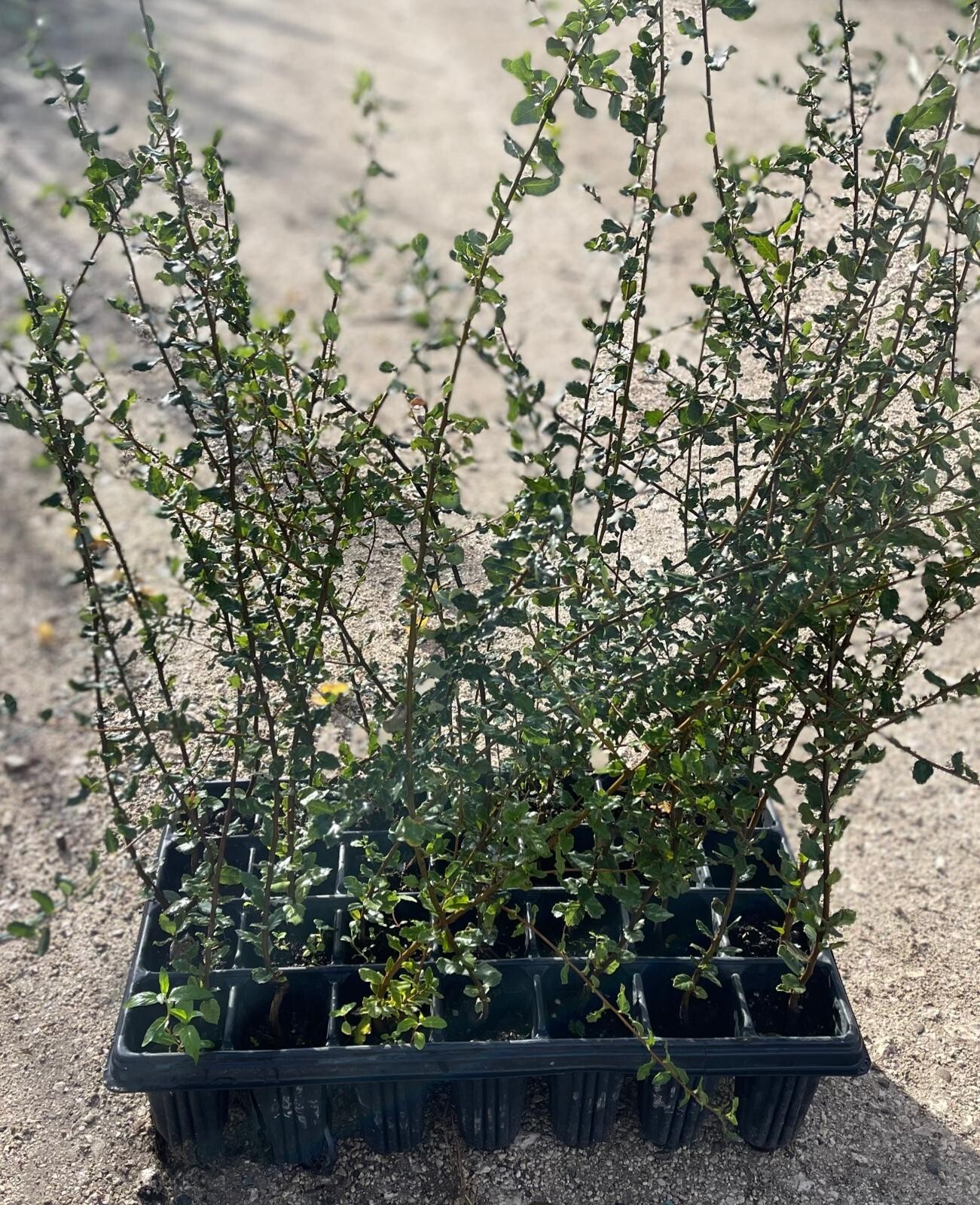 Foto 2 di 3