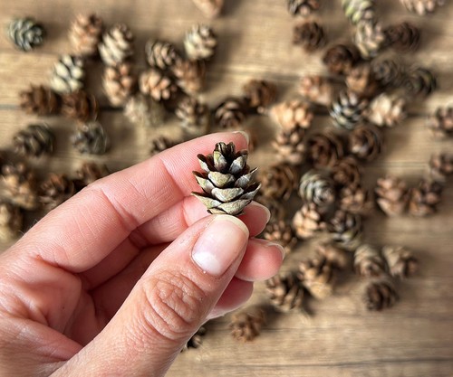 Zapfen der Kanadischen Hemlocktanne Mengenauswahl  ca. 1–2 cm DIY Naturzapfen - Bild 12 von 14