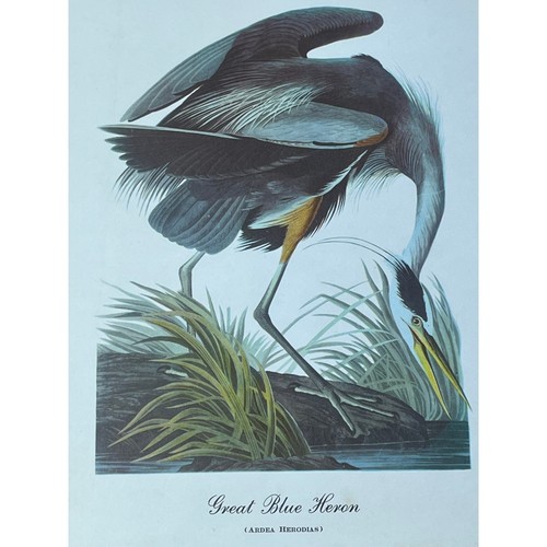 Vintage Great Blue Heron Print Art. Beautiful. Waterfowl. Birds. 12x9" Decor