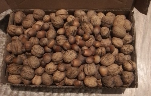 Walnüsse frische Ernte 2025 ,natürlich und unbehandelt gewachsen  Natur Pur - Bild 2 von 3