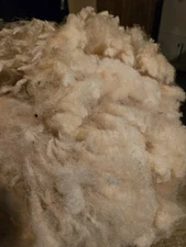 Raw Sheep Wool Fleece, Unwashed, Unprocessed, Ile-De-France wool 2.8 pounds left