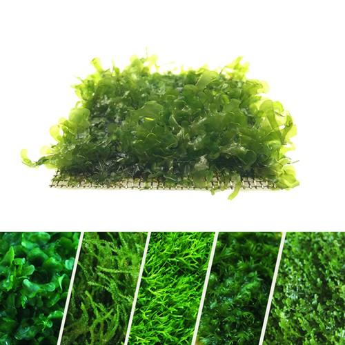 Aquarium Net Moss Pads Aquarium Wire Mesh Aquarium Decor Live Java Moss - Picture 7 of 10