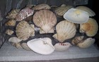 Afbeelding 5 van 24