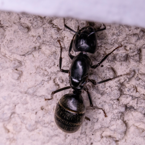AMDRO Ant Bait Granules 454gm Pest Control Kills Ants Agriculture Farm Garden - Picture 6 of 12