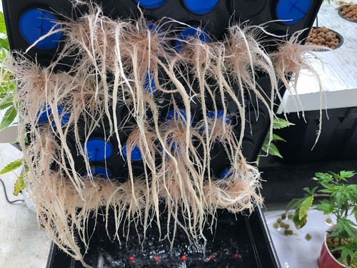 THE CLONE KING 36 SITE AEROPONIC PLANT CLONING MACHINE CLONER CLONING VERY EASY! - Picture 3 of 11