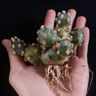 5cm 1PCS Live Tephrocactus Molinensis Beautiful Garden Outdoor Rare Planting