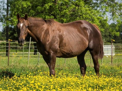 Nutrimol Vitagran 20kg Seaweed Meal Vitamin Supplement Cattle Dog Horse Organic - Picture 6 of 12