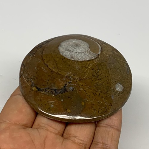 92.8g, 2.9"x2.8"x0.5", Goniatite (Button) Ammonite Polished Fossils, B30066 - Picture 3 of 8