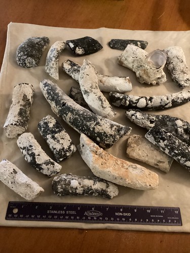 Fossile Dugong Knochen großes Lot alte ausgestorbene Arten