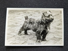 1939 Senior Service Dogs Card # 34 Norwich Terrier (Ex)