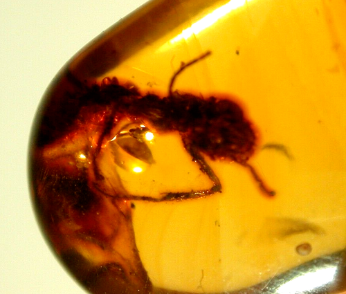 Große Kreideameise in Burmit Bernstein Fossil Edelstein Dinosaurierzeit - Bild 2 von 8