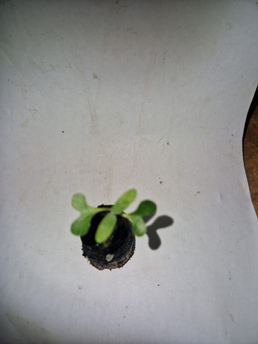 Eucalyptus Blue Gum, Globulus Plug Plant - Picture 2 of 3