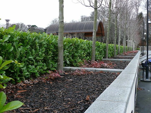 20 Cherry Laurel Fast Growing Evergreen Hedging Plants 30-50cm Tall Potted - Picture 5 of 11