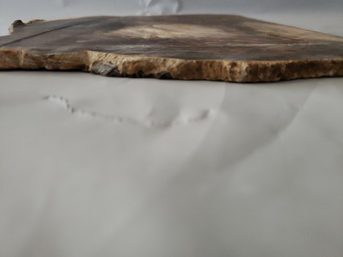 Corte prehistórico de losa de madera petrificada - Imagen 3 de 7