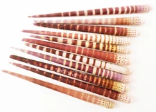 Set of 24 Tiger Sea Urchin Spines  All natural Top Quality Wind Chime Coastal